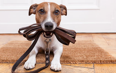 Partner_DreamDogz_Dogwalker Partner_DreamDogz_Dogwalker